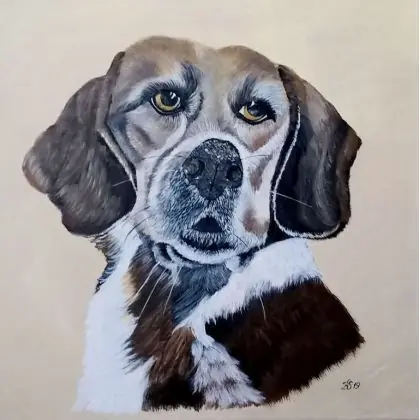 Wyjątkowa oferta Beagle Buffi.